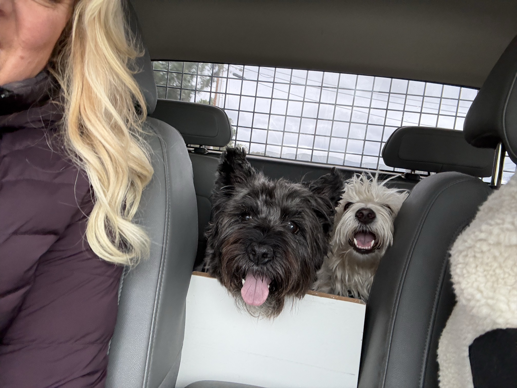 Two terriers peering between the car seats, ready for a road trip